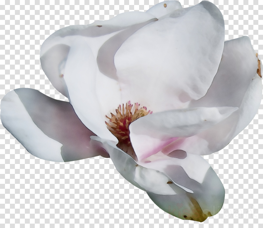 petal flower pink magnolia plant