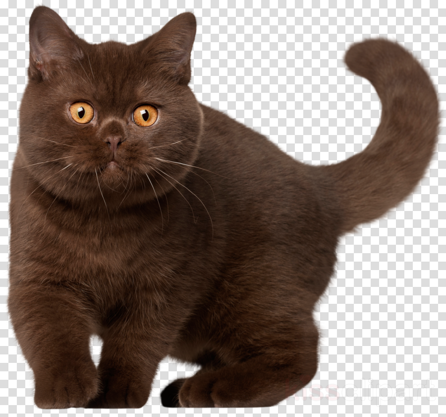 british cat black