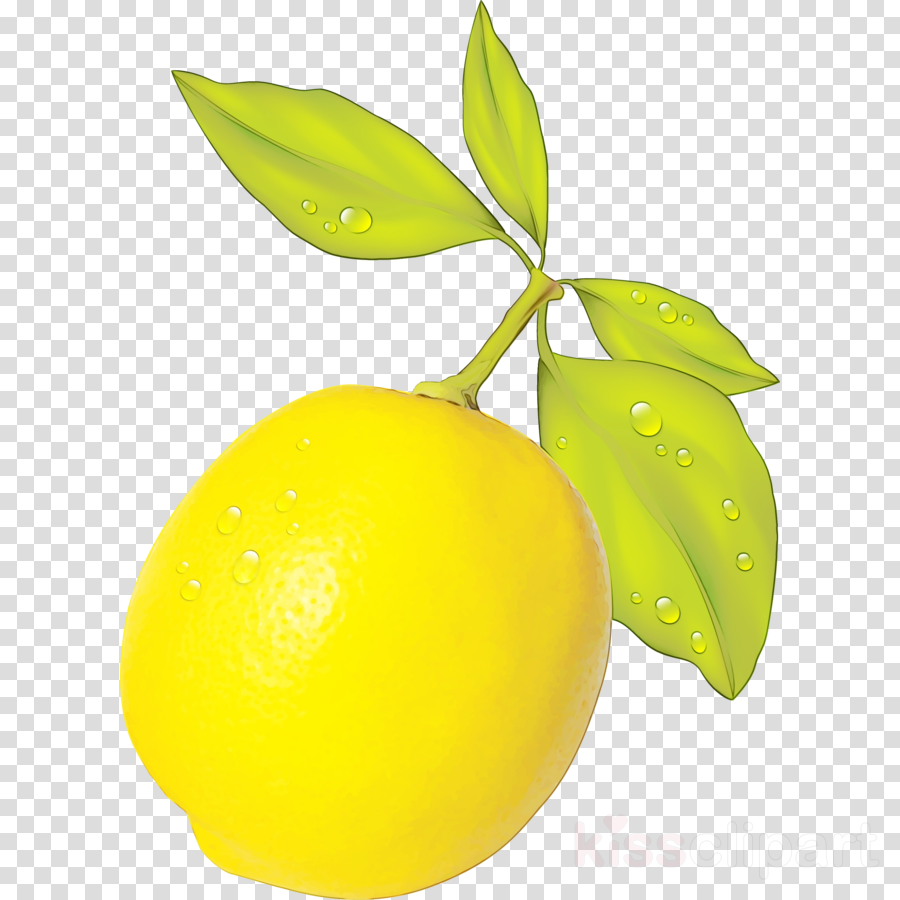 leaf yellow fruit plant citrus