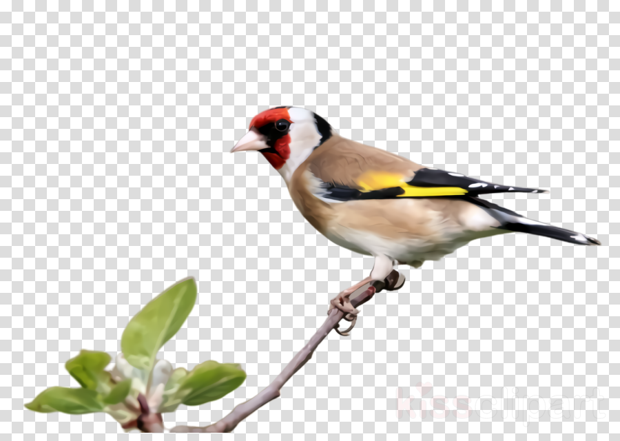 bird beak finch goldfinch songbird