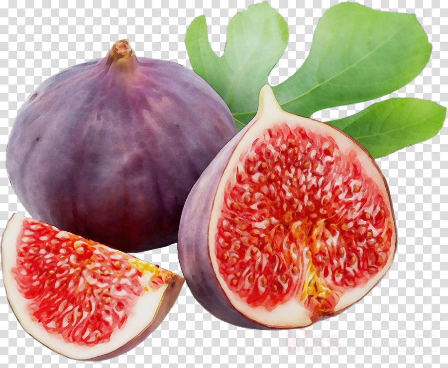 natural foods fruit common fig food plant Clipart. natural foods fruit comm...