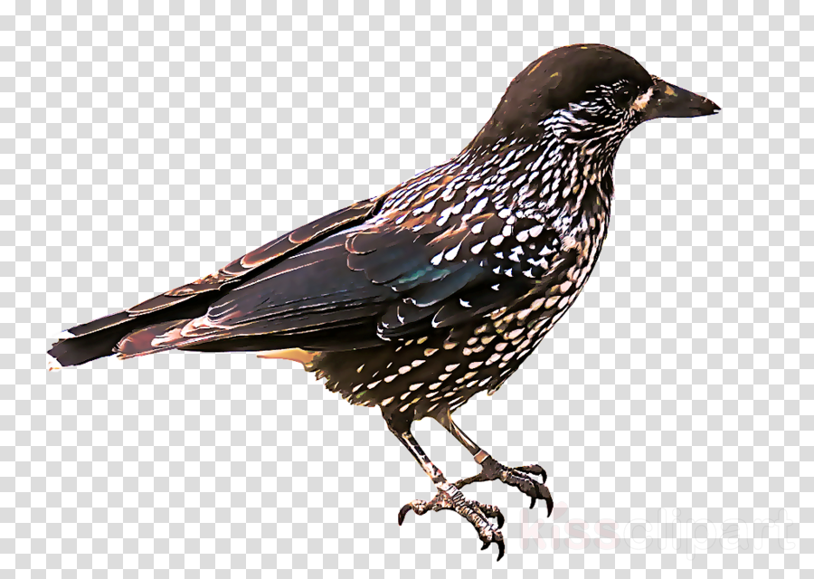 bird european starling beak starling cuckoo