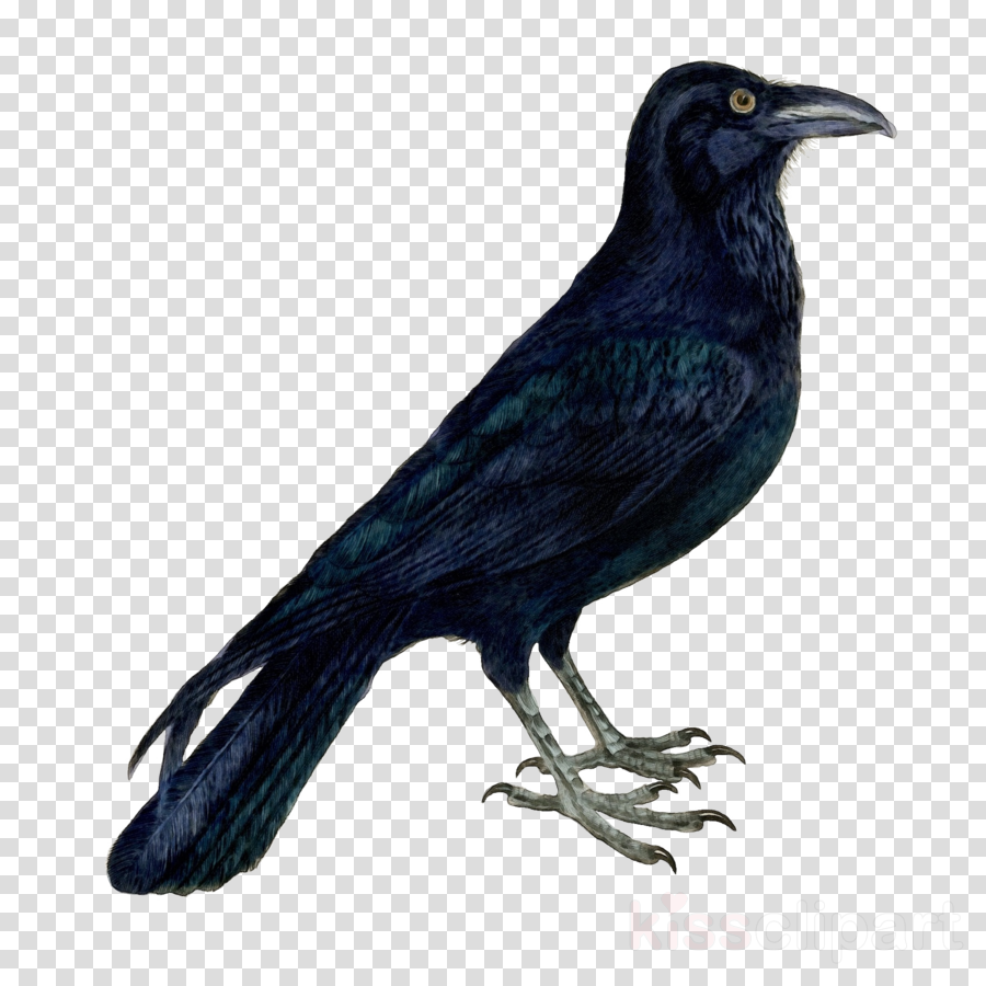 bird raven beak crow raven