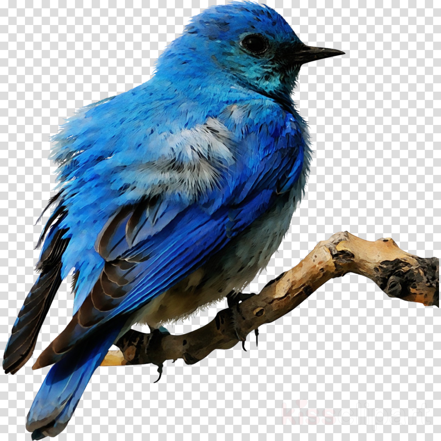 bird mountain bluebird bluebird eastern bluebird beak