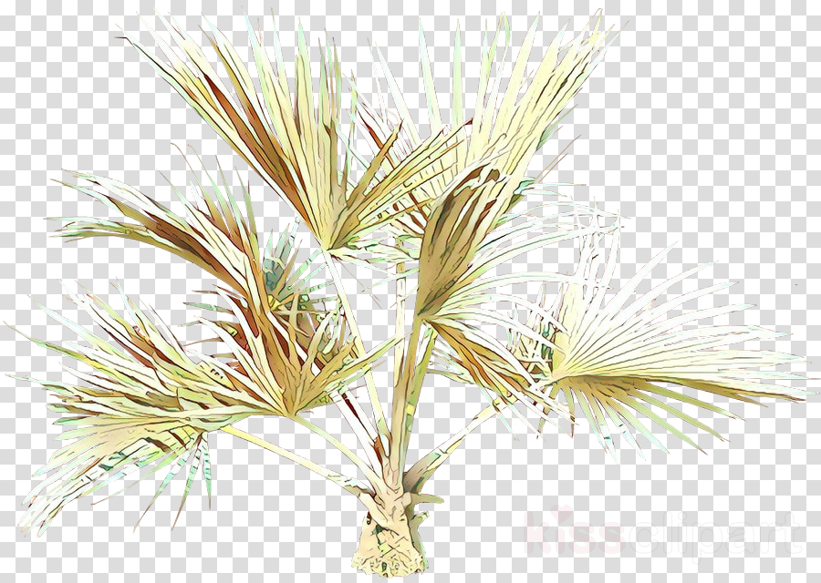 white pine plant tree grass red pine