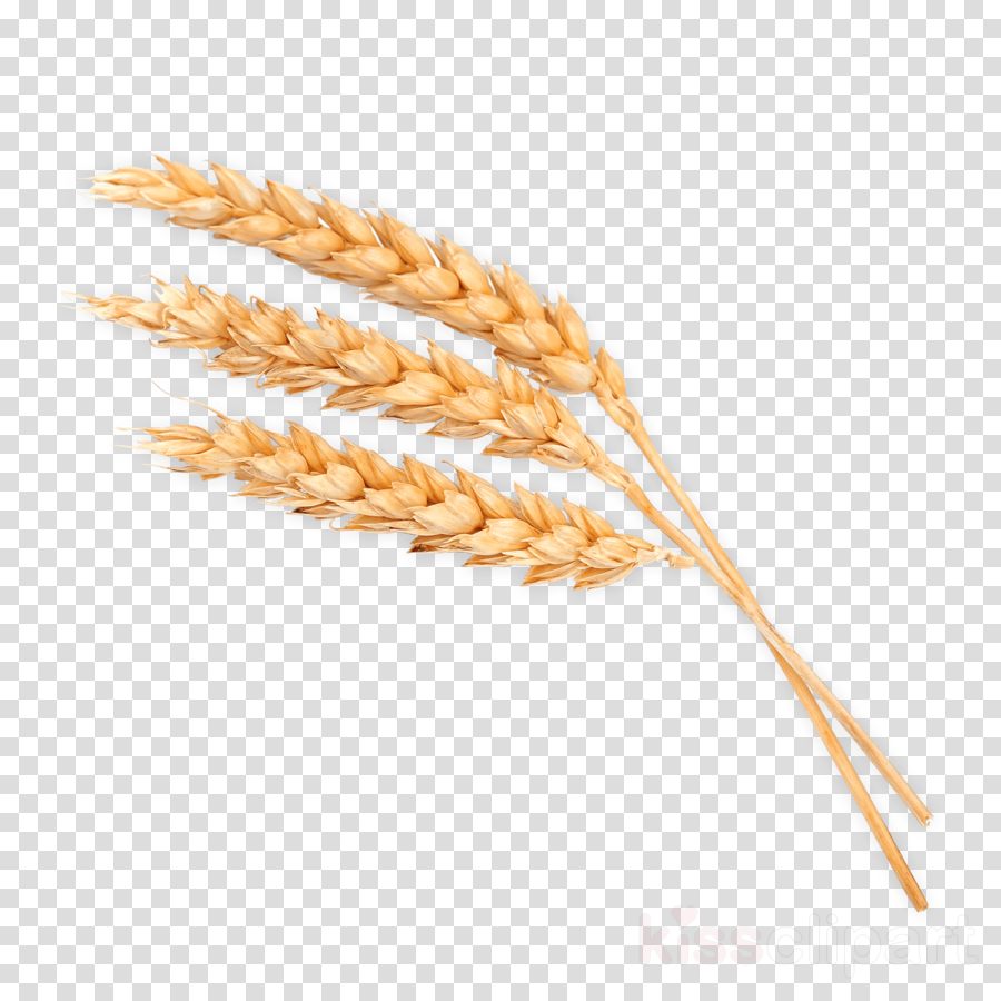 Wheat Cereal Clip Art Wheatgrass Transparent Png Clipart Picture Png ...