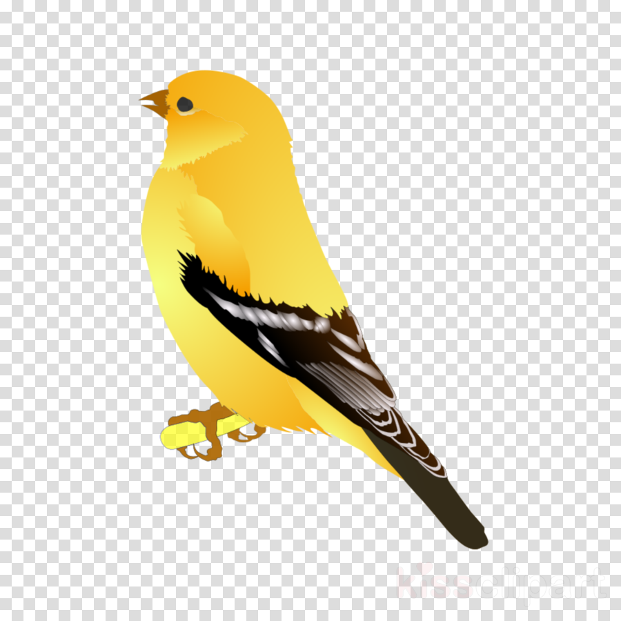 bird finch beak atlantic canary songbird