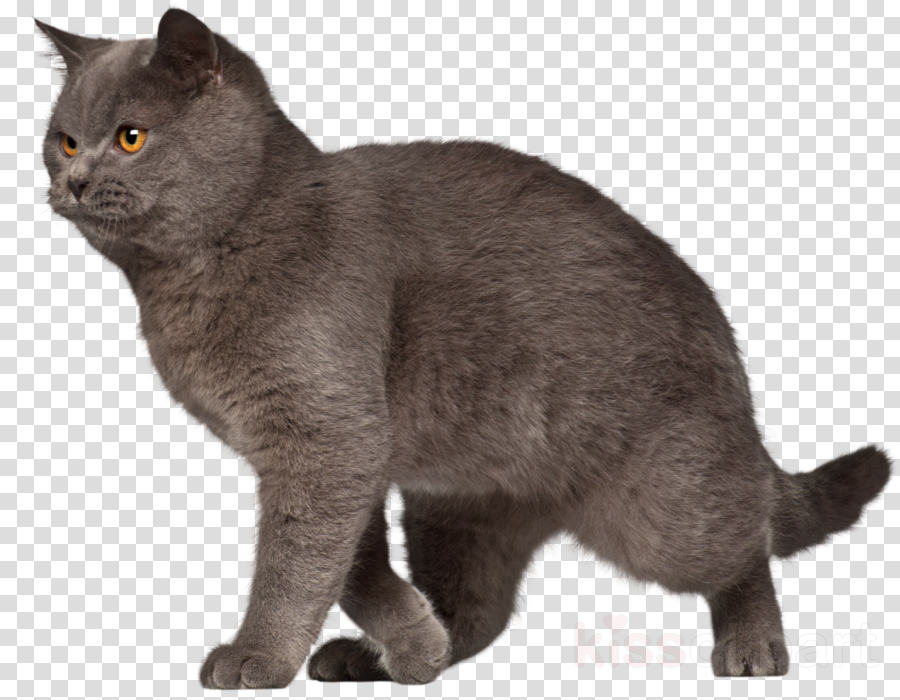 cat small to medium-sized cats british shorthair korat chartreux