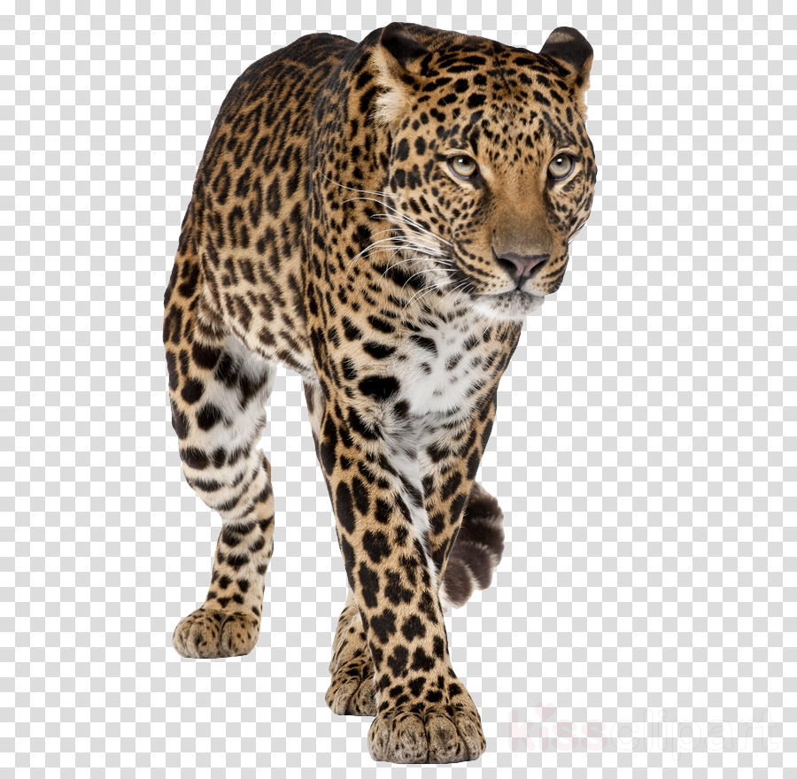 terrestrial animal leopard wildlife jaguar whiskers