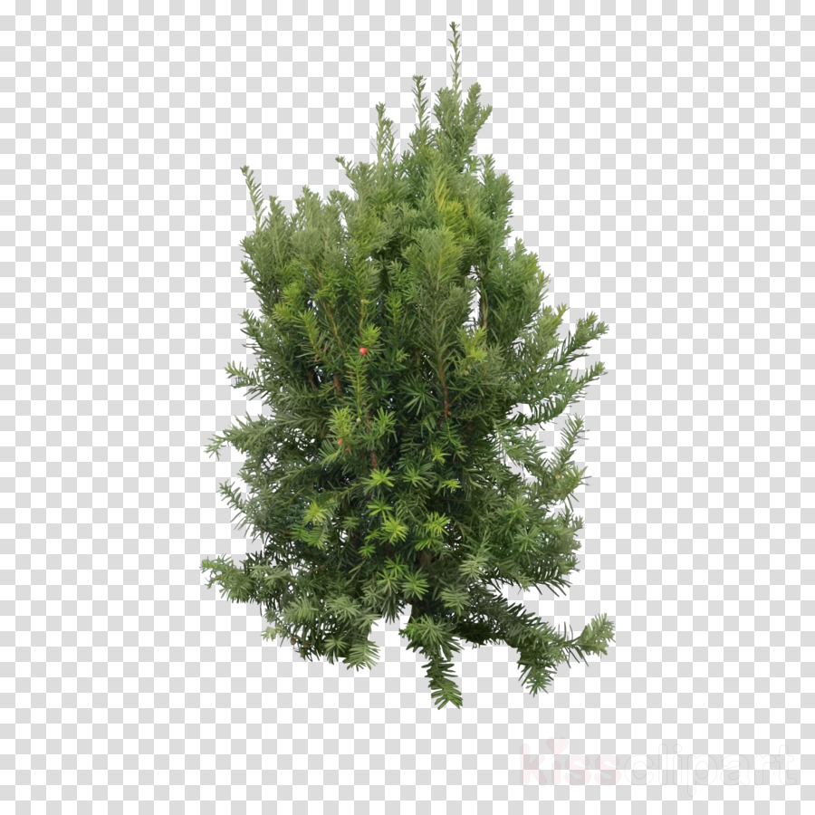 tree shortleaf black spruce balsam fir columbian spruce white pine