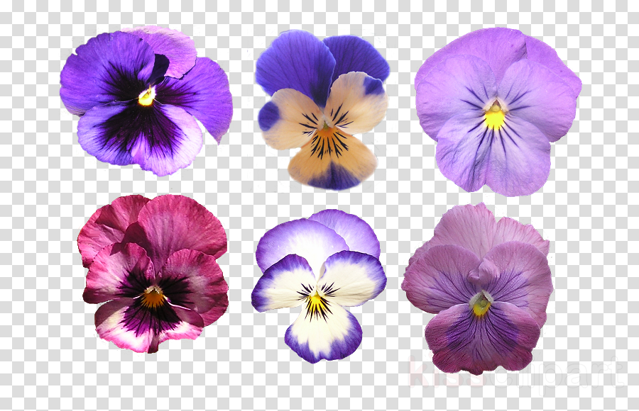 flower flowering plant violet wild pansy purple. flower flowering plant vio...