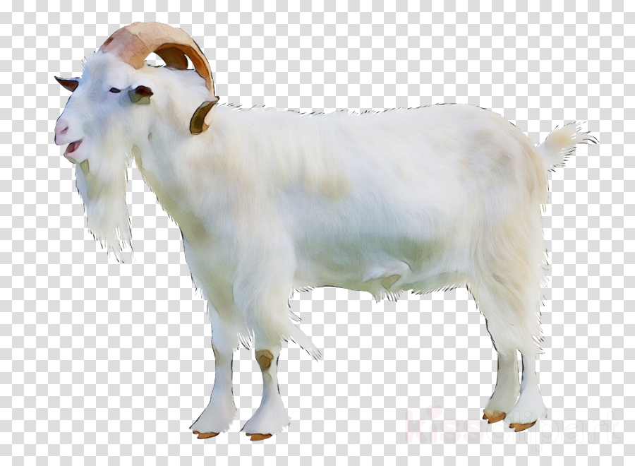 goats goat white cow-goat family livestock