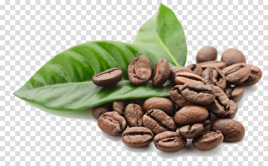 Cocoa Bean Jamaican Blue Mountain Coffee Food Leaf Plant Clipart Cocoa Bean Jamaican Blue Mountain Coffee Food Transparent Clip Art