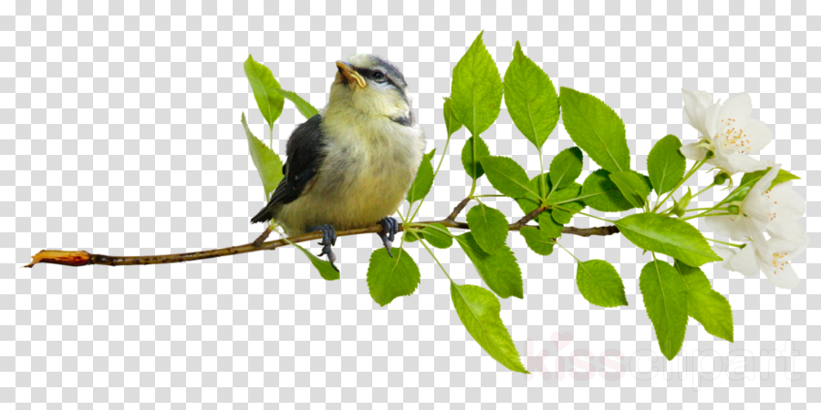 bird beak songbird atlantic canary perching bird