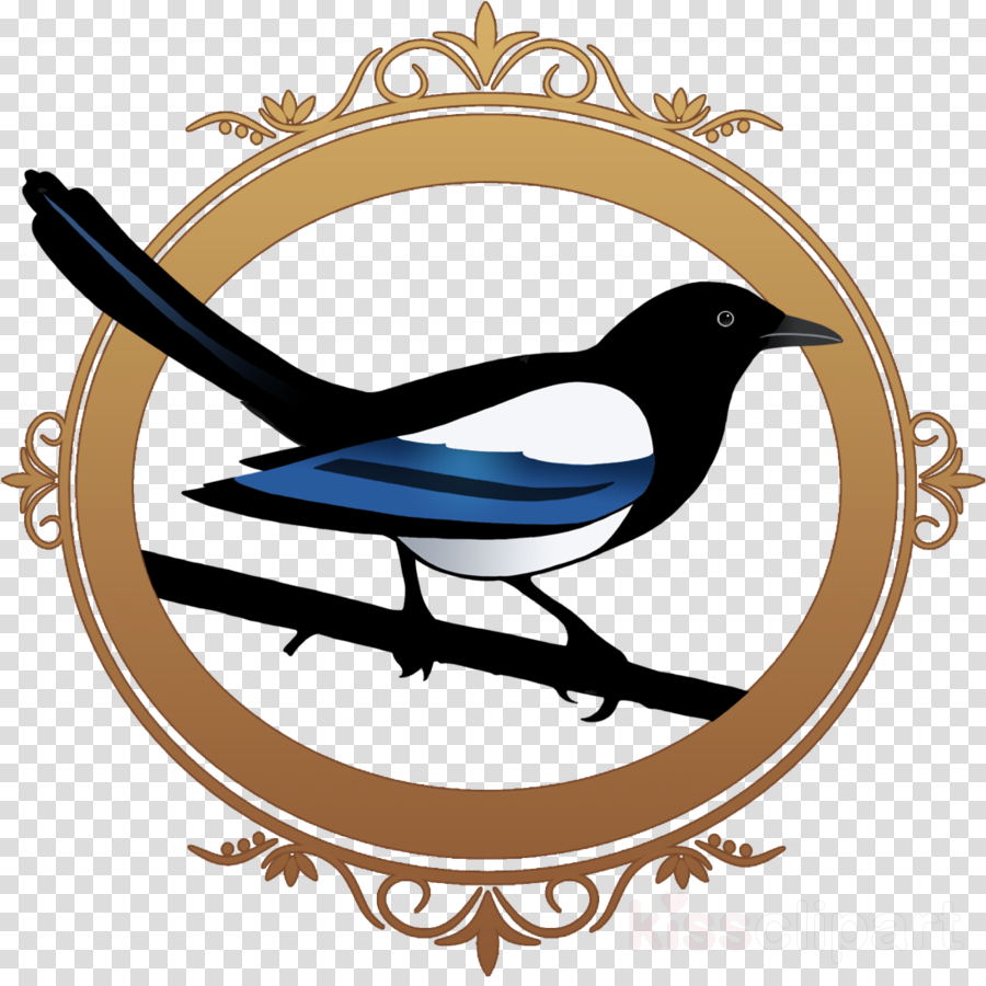 bird magpie black billed magpie songbird clip art