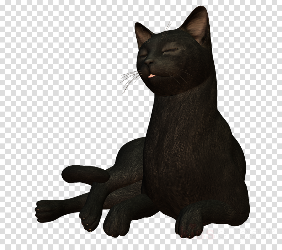 cat small to medium-sized cats black cat korat bombay