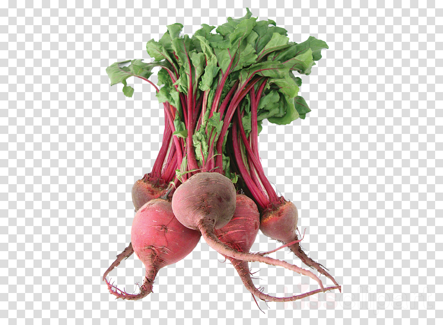 radish beet beetroot vegetable turnip