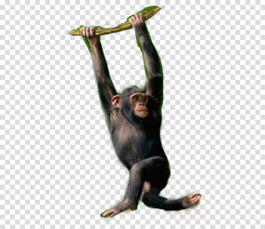 common chimpanzee new world monkey spider monkey old world monkey macaque