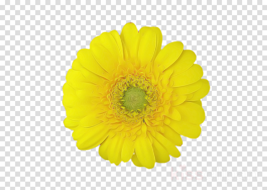 Yellow Gerbera Flower Petal English Marigold Clipart Yellow Gerbera Flower Transparent Clip Art