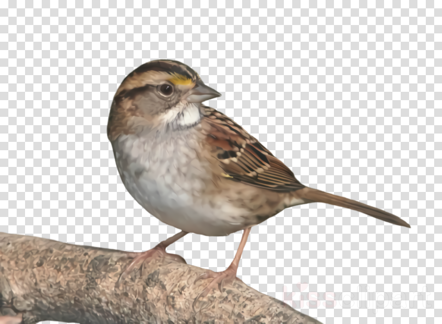 bird sparrow house sparrow beak chipping sparrow