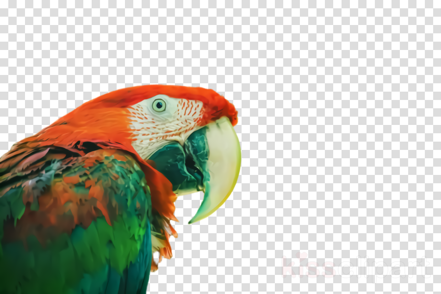 Lovebird clipart - Bird, Beak, Macaw, transparent clip art