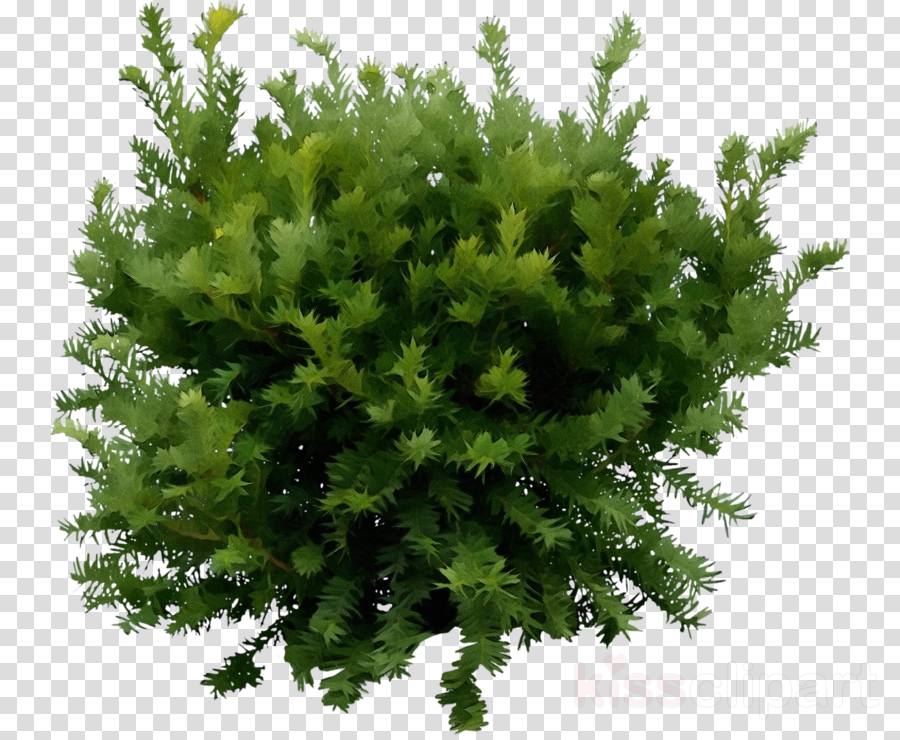tree plant thuya woody plant red juniper