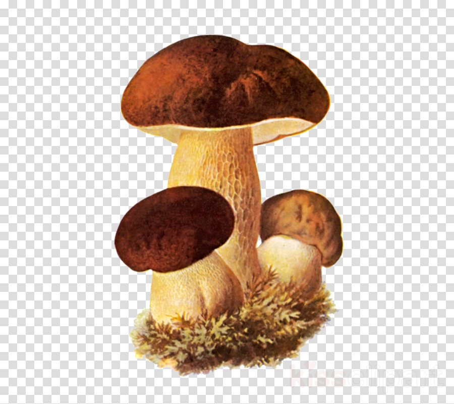 mushroom penny bun edible mushroom agaricus bolete