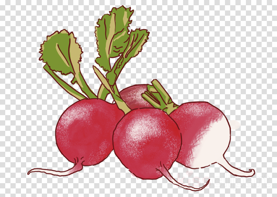 radish beetroot beet plant turnip