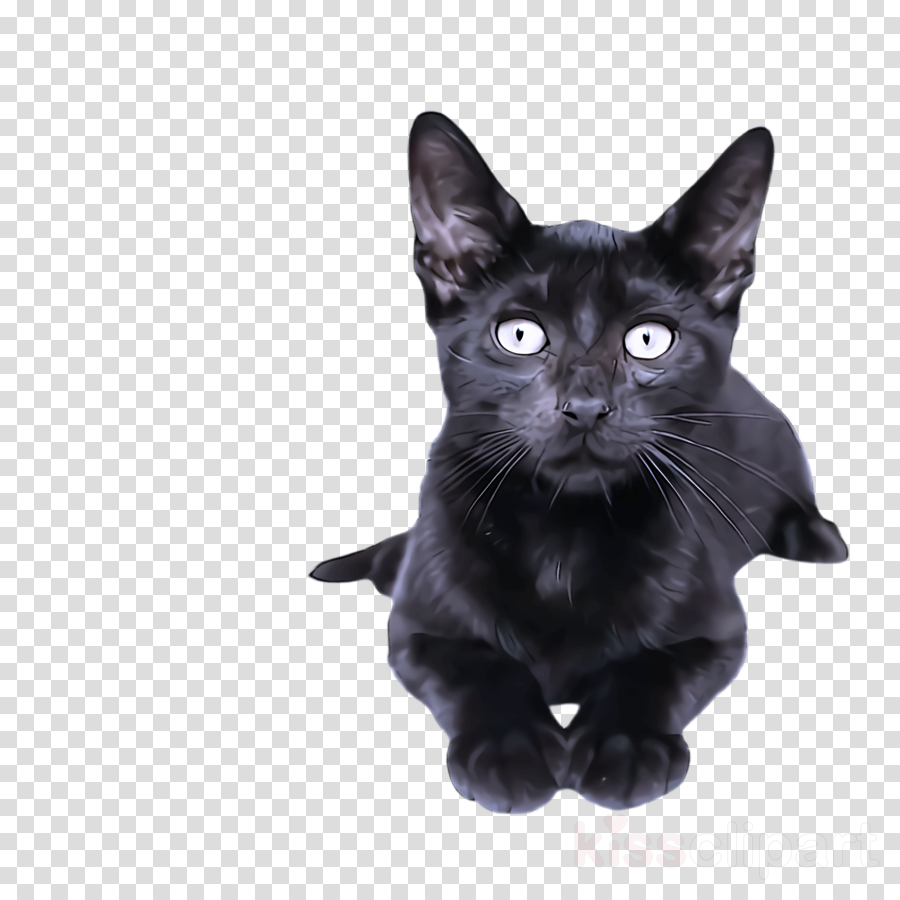 cat black cat small to medium-sized cats black bombay