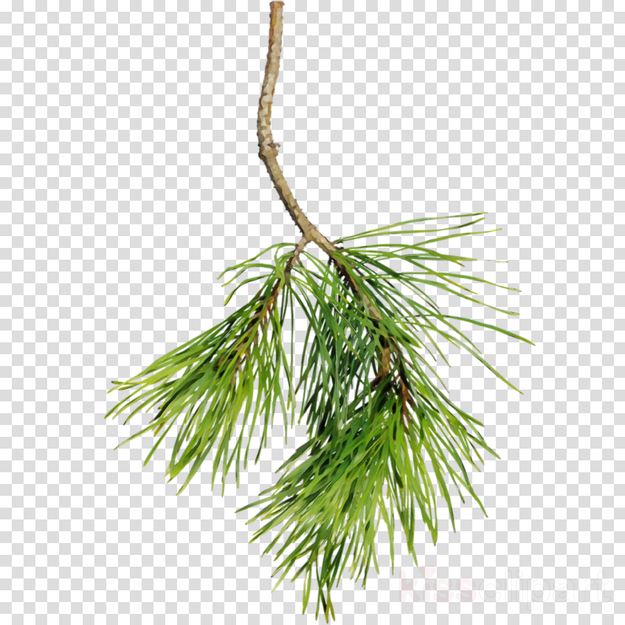 columbian spruce white pine jack pine loblolly pine red pine