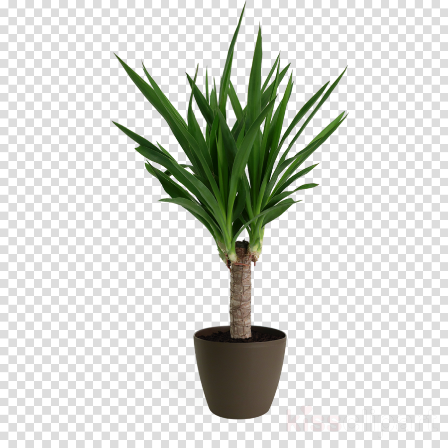flowerpot flower plant yucca houseplant