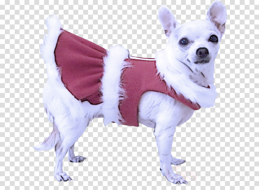 dog clothes dog chihuahua pink costume