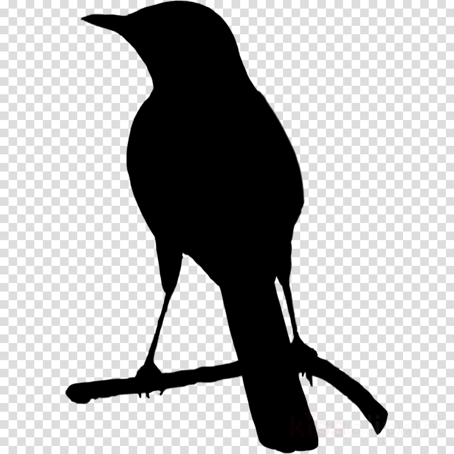 beak bird silhouette crow new caledonian crow