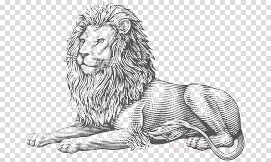 Lion Line Art Drawing Sketch Animal Figure Clipart Lion Line Art Drawing Transparent Clip Art