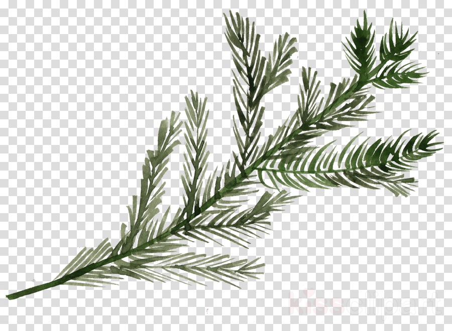 columbian spruce shortleaf black spruce white pine yellow fir jack pine