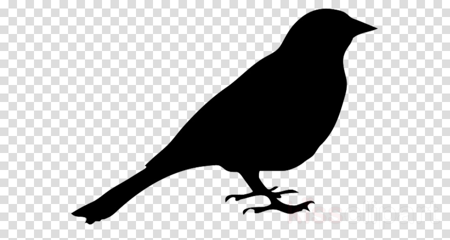 bird beak blackbird crow new caledonian crow
