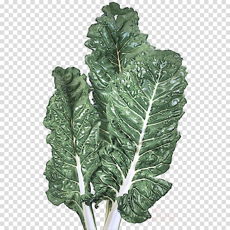 Leaf Leaf Vegetable Flower Lacinato Kale Plant Clipart Leaf Leaf Vegetable Flower Transparent Clip Art