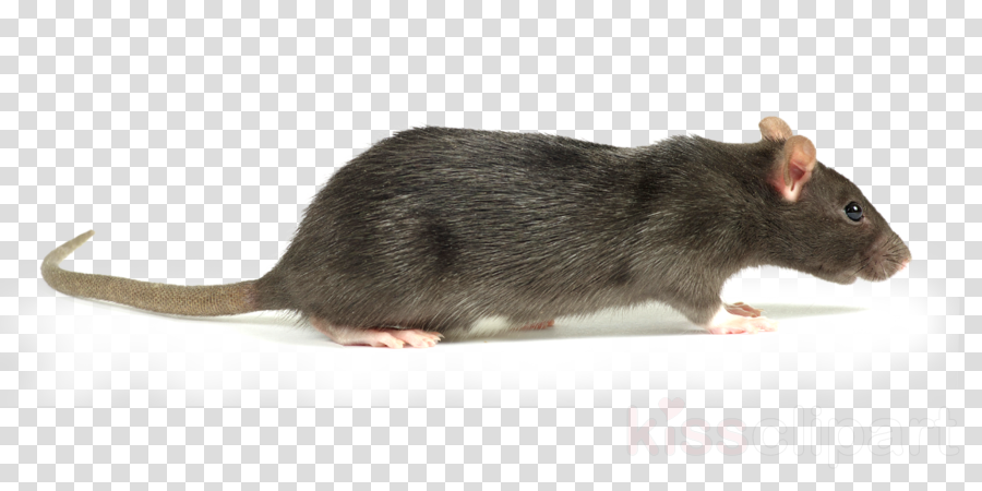 Серая крыса направление эволюции. Крыса без фона. Белая крыса на белом фоне. Крыска в горшке на белом фоне. Стоящие крысы на белом фоне.