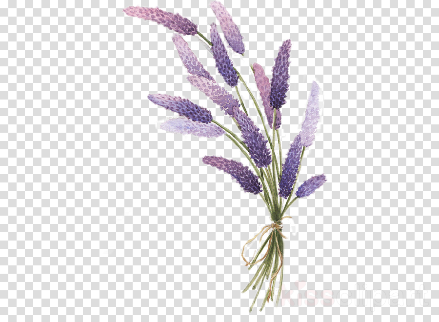 Lavender Clipart Png - PNG Image Collection