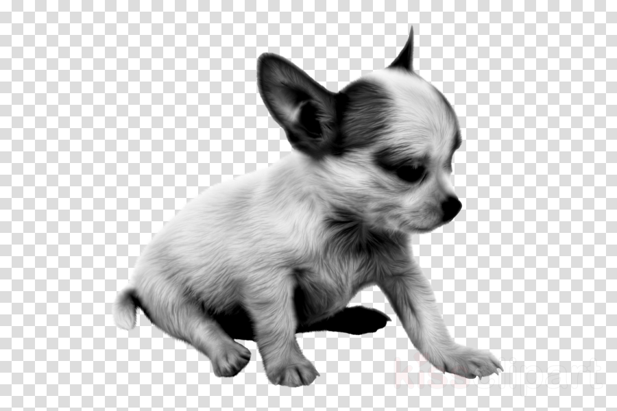 dog chihuahua puppy snout black-and-white