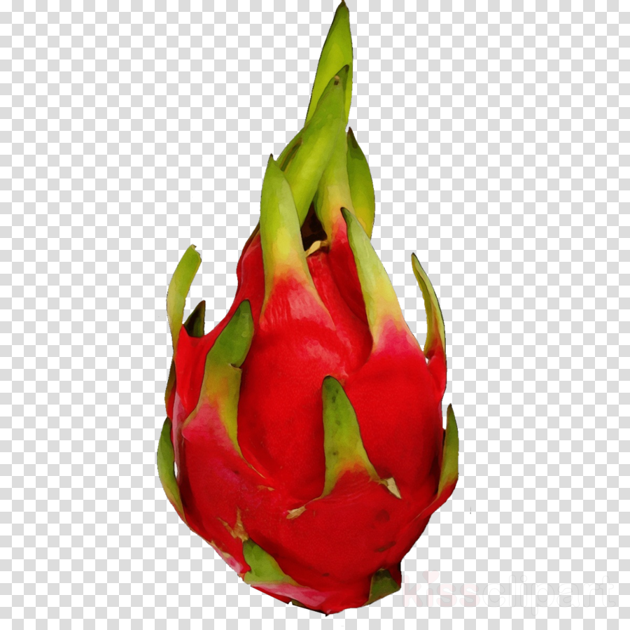 pitaya dragonfruit plant red fruit