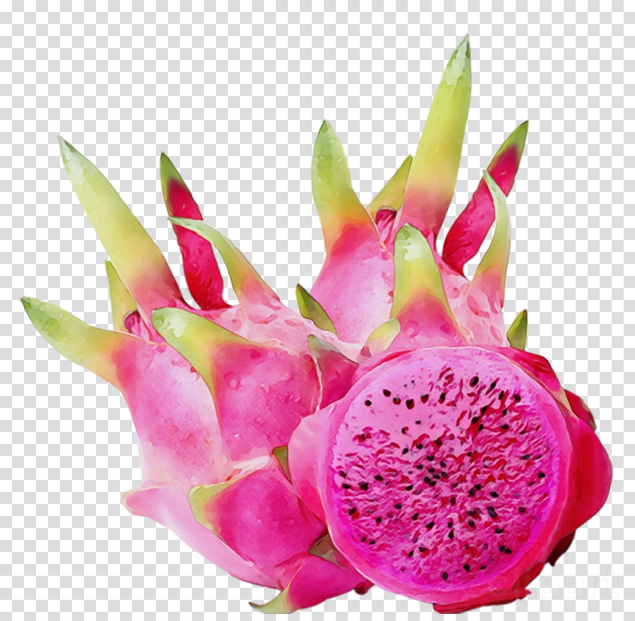pitaya plant pink dragonfruit flower