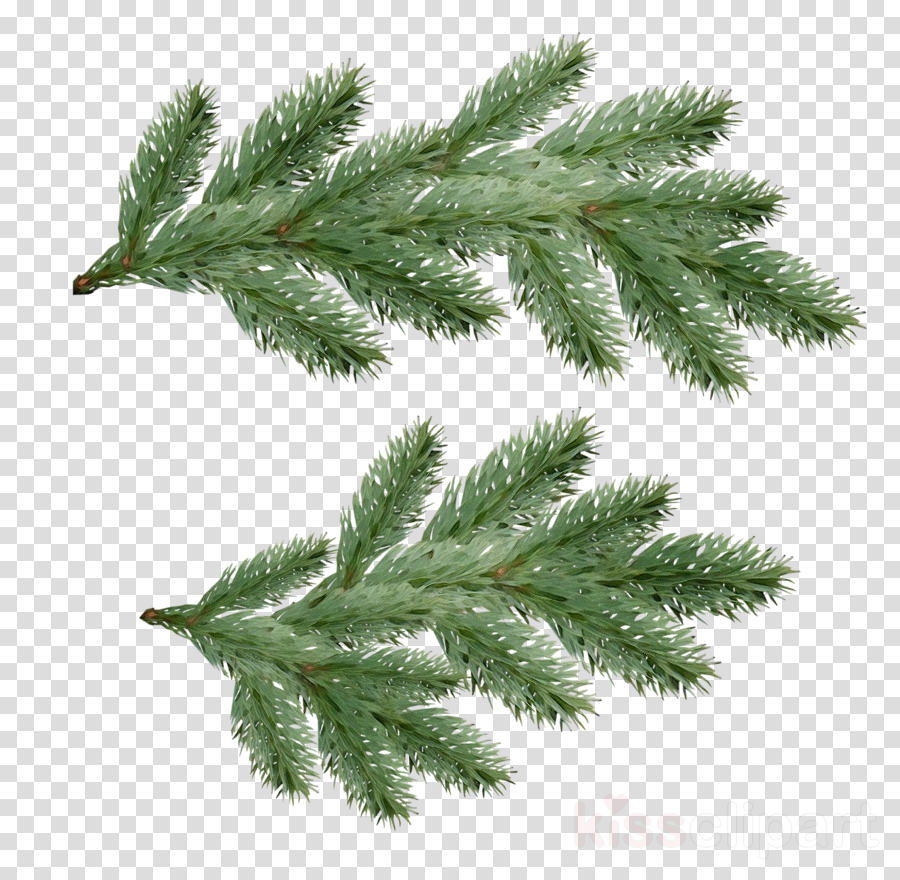 yellow fir plant shortleaf black spruce tree leaf