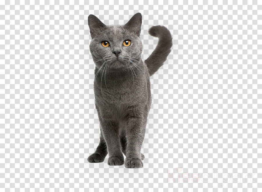 cat small to medium-sized cats british shorthair russian blue chartreux