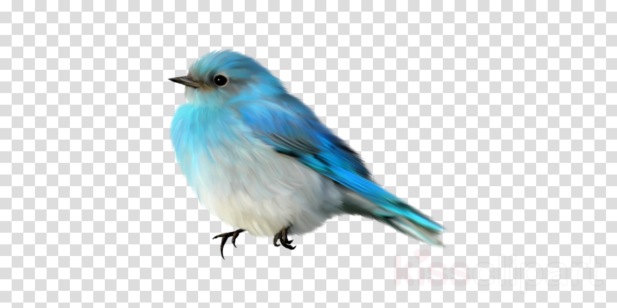 bird mountain bluebird bluebird beak blue