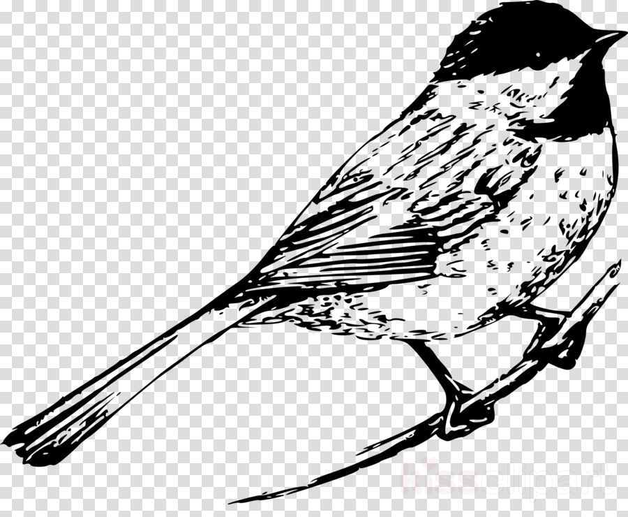bird beak rose breasted grosbeak black and white warbler american redstart