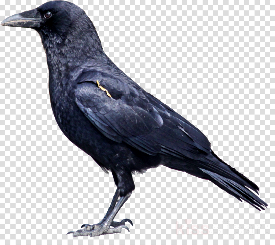 bird crow raven fish crow new caledonian crow