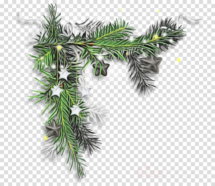 columbian spruce balsam fir shortleaf black spruce yellow fir tree