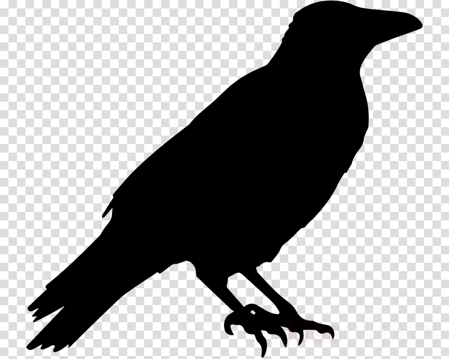 bird beak crow raven new caledonian crow