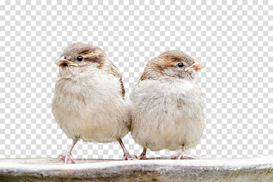 bird beak house sparrow sparrow perching bird